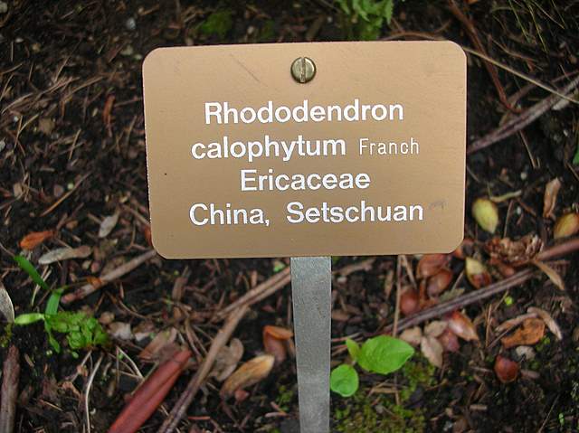 Una Galerina al giardino botanico